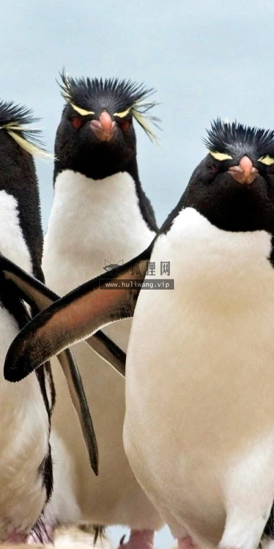 【11260】动物壁纸  2K 高清壁纸2560_1600@青蛙壁纸-笨猫小站