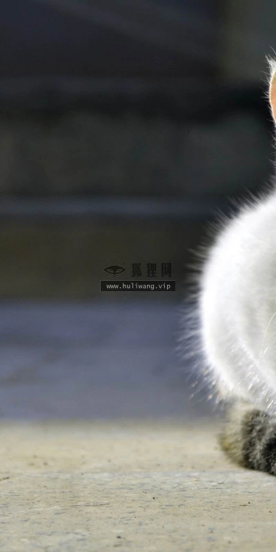 【11261】动物壁纸  2K 高清壁纸2560_1600@青蛙壁纸-笨猫小站