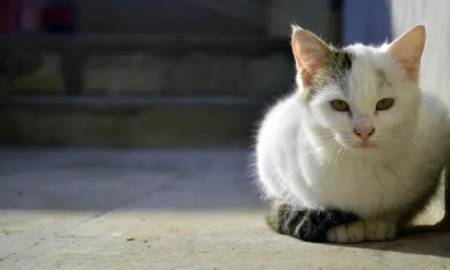 【11261】动物壁纸  2K 高清壁纸2560_1600@青蛙壁纸-笨猫小站