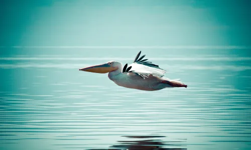 【11266】动物壁纸  2K 高清壁纸2560_1600@青蛙壁纸-笨猫小站