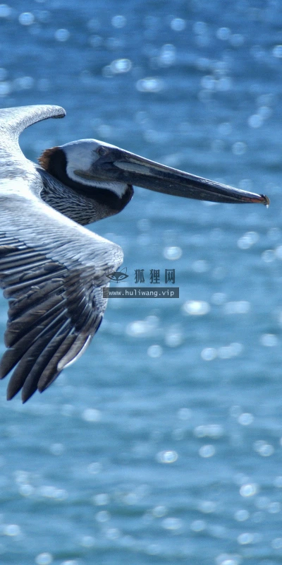 【11267】动物壁纸  2K 高清壁纸2560_1600@青蛙壁纸-笨猫小站