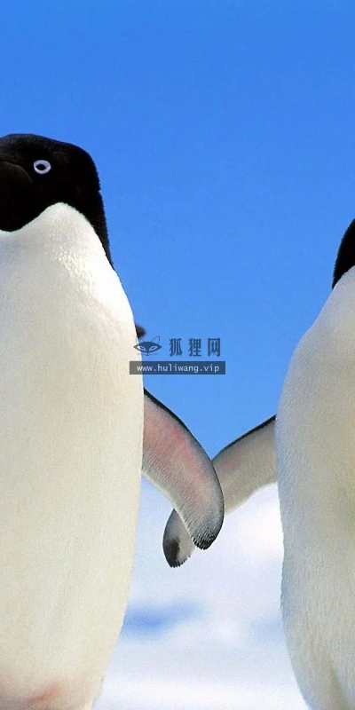 【11270】动物壁纸  2K 高清壁纸2560_1600@青蛙壁纸-笨猫小站