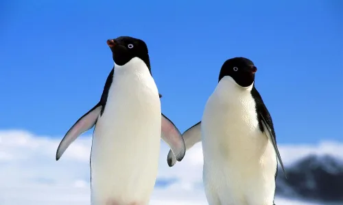 【11270】动物壁纸  2K 高清壁纸2560_1600@青蛙壁纸-笨猫小站