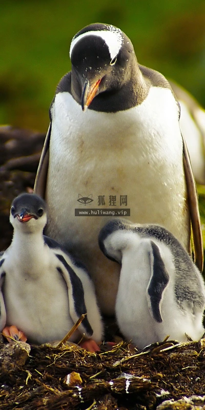 【11277】动物壁纸  2K 高清壁纸2560_1600@青蛙壁纸-笨猫小站