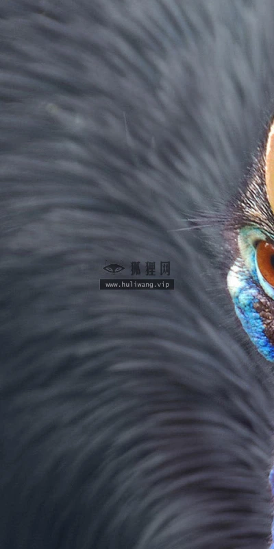 【11280】动物壁纸  2K 高清壁纸2560_1600@青蛙壁纸-笨猫小站