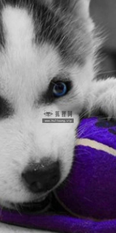 【11290】动物壁纸  2K 高清壁纸2560_1600@青蛙壁纸-笨猫小站