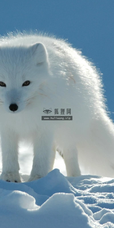 【11293】动物壁纸  2K 高清壁纸2560_1600@青蛙壁纸-笨猫小站
