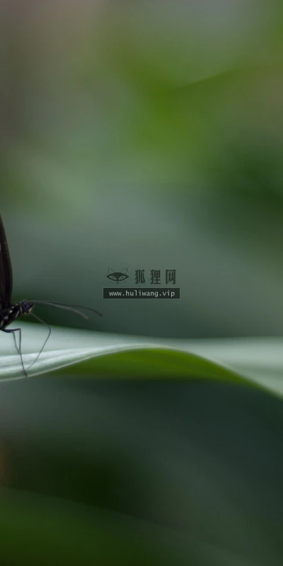 【11294】动物壁纸  2K 高清壁纸2560_1600@青蛙壁纸-笨猫小站