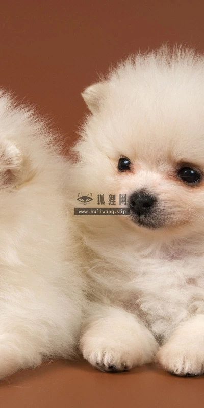 【11297】动物壁纸  2K 高清壁纸2560_1600@青蛙壁纸-笨猫小站