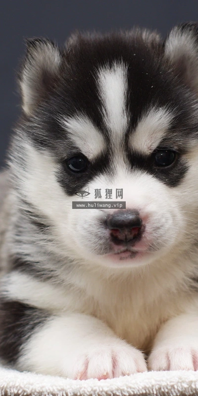 【11298】动物壁纸  2K 高清壁纸2560_1600@青蛙壁纸-笨猫小站