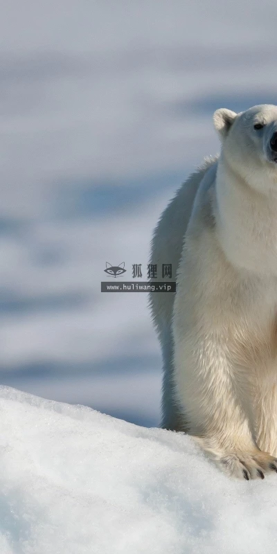 【11300】动物壁纸  2K 高清壁纸2560_1600@青蛙壁纸-笨猫小站