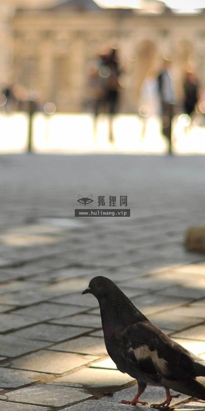 【11301】动物壁纸  2K 高清壁纸2560_1600@青蛙壁纸-笨猫小站