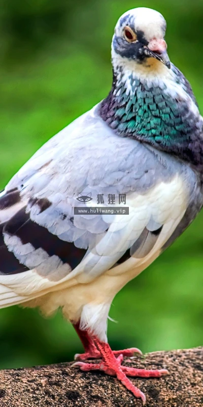 【11302】动物壁纸  2K 高清壁纸2560_1600@青蛙壁纸-笨猫小站