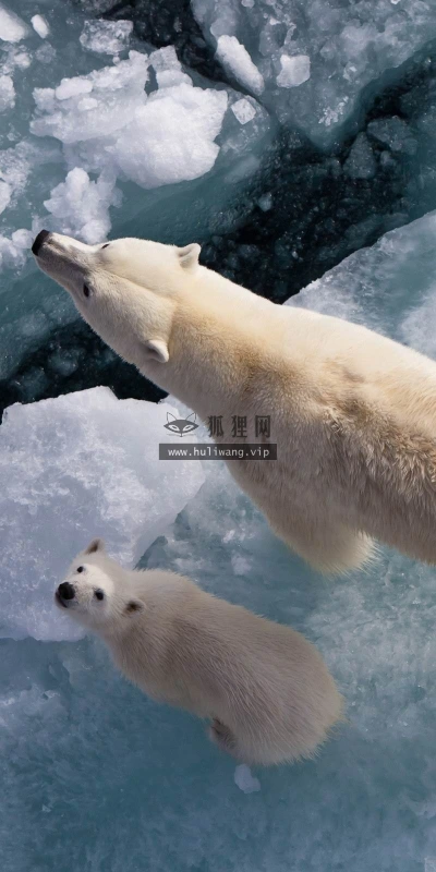 【11305】动物壁纸  2K 高清壁纸2560_1600@青蛙壁纸-笨猫小站