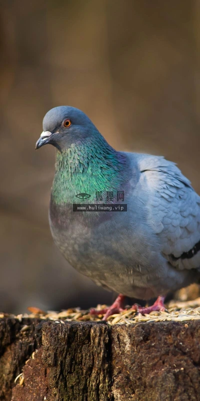 【11309】动物壁纸  2K 高清壁纸2560_1600@青蛙壁纸-笨猫小站