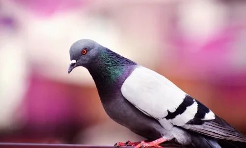 【11314】动物壁纸  2K 高清壁纸2560_1600@青蛙壁纸-笨猫小站