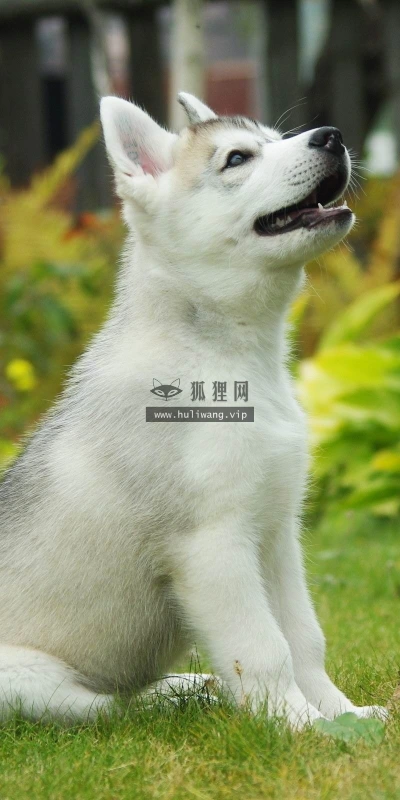 【11315】动物壁纸  2K 高清壁纸2560_1600@青蛙壁纸-笨猫小站