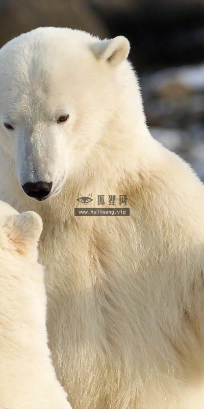 【11318】动物壁纸  2K 高清壁纸2560_1600@青蛙壁纸-笨猫小站