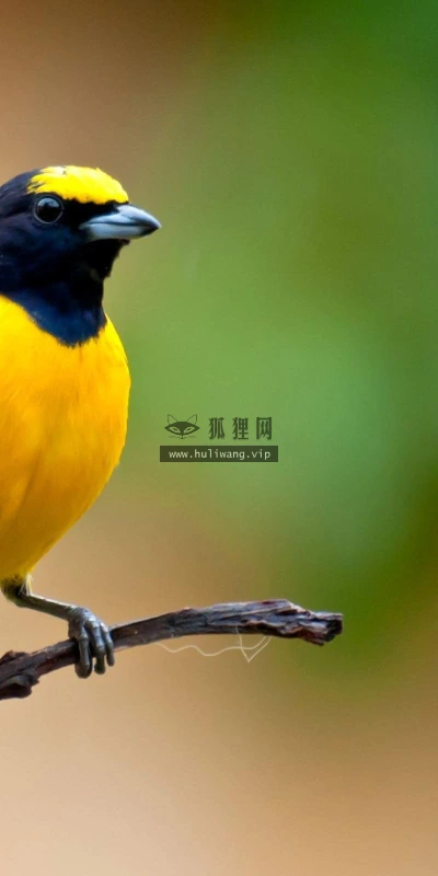 【11319】动物壁纸  2K 高清壁纸2560_1600@青蛙壁纸-笨猫小站