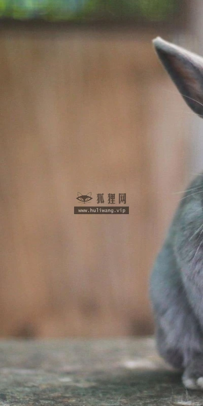【11320】动物壁纸  2K 高清壁纸2560_1600@青蛙壁纸-笨猫小站