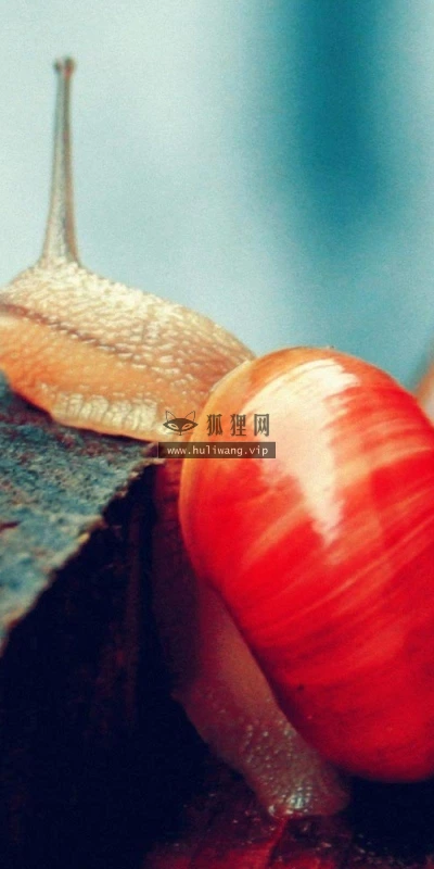 【11332】动物壁纸 2K 高清壁纸2560_1600@青蛙壁纸-笨猫小站
