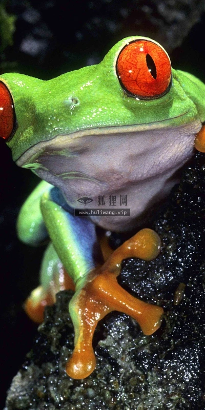 【11339】动物壁纸  2K 高清壁纸2560_1600@青蛙壁纸-笨猫小站