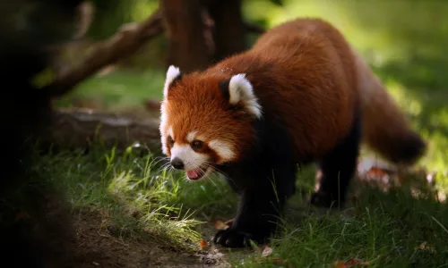 【11340】动物壁纸  2K 高清壁纸2560_1600@青蛙壁纸-笨猫小站