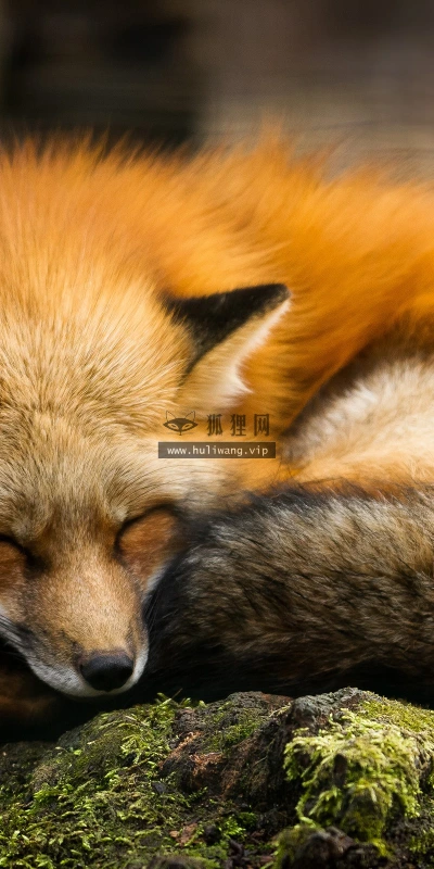 【11344】动物壁纸  2K 高清壁纸2560_1600@青蛙壁纸-笨猫小站