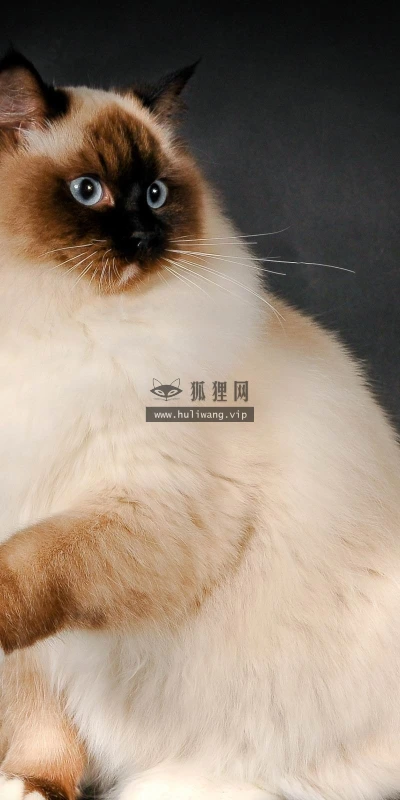 【11347】动物壁纸  2K 高清壁纸2560_1600@青蛙壁纸-笨猫小站