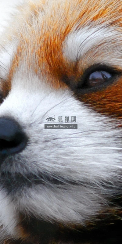 【11348】动物壁纸  2K 高清壁纸2560_1600@青蛙壁纸-笨猫小站