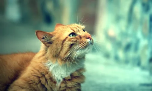 【11350】动物壁纸  2K 高清壁纸2560_1600@青蛙壁纸-笨猫小站