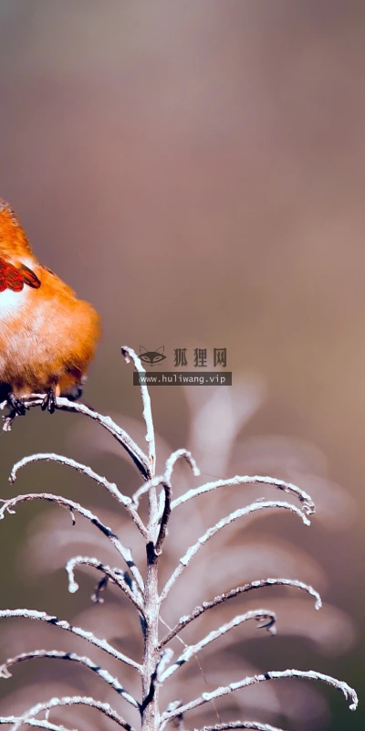 【11351】动物壁纸  2K 高清壁纸2560_1600@青蛙壁纸-笨猫小站