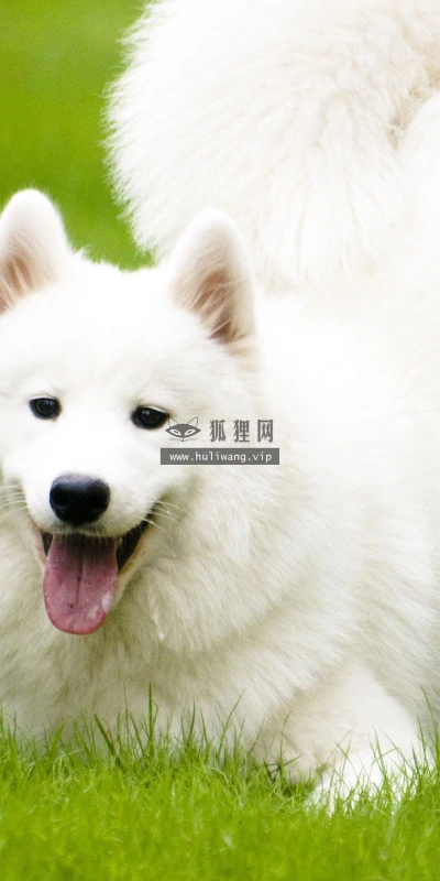 【11357】动物壁纸  2K 高清壁纸2560_1600@青蛙壁纸-笨猫小站