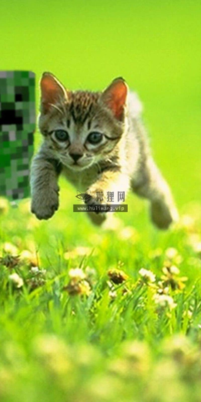 【11360】动物壁纸  2K 高清壁纸2560_1600@青蛙壁纸-笨猫小站