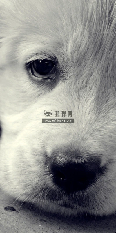 【11362】动物壁纸  2K 高清壁纸2560_1600@青蛙壁纸-笨猫小站