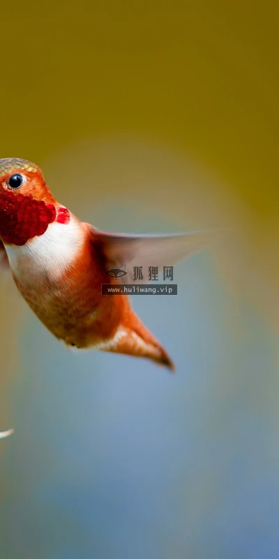 【11363】动物壁纸  2K 高清壁纸2560_1600@青蛙壁纸-笨猫小站