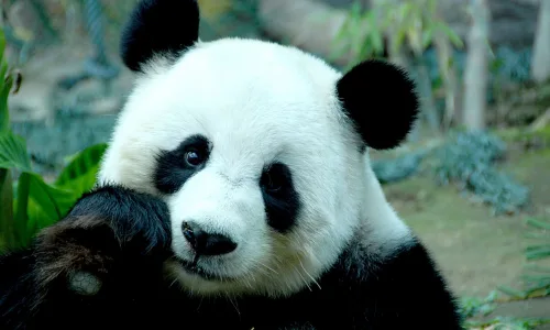【11369】动物壁纸  2K 高清壁纸2560_1600@青蛙壁纸-笨猫小站