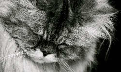 【11373】动物壁纸  2K 高清壁纸2560_1600@青蛙壁纸-笨猫小站
