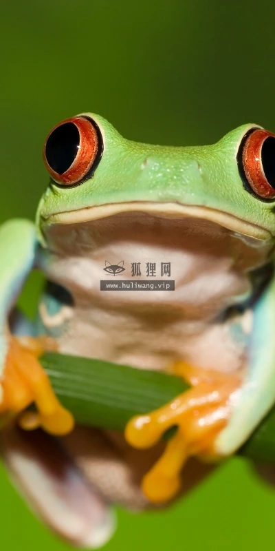 【11374】动物壁纸  2K 高清壁纸2560_1600@青蛙壁纸-笨猫小站