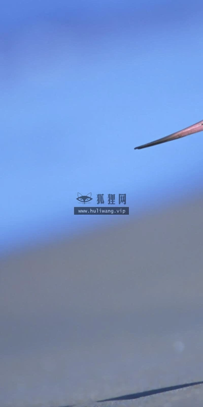 【11379】动物壁纸  2K 高清壁纸2560_1600@青蛙壁纸-笨猫小站