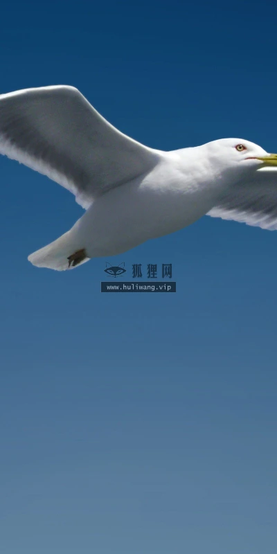 【11380】动物壁纸  2K 高清壁纸2560_1600@青蛙壁纸-笨猫小站
