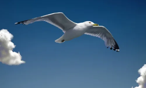 【11380】动物壁纸  2K 高清壁纸2560_1600@青蛙壁纸-笨猫小站