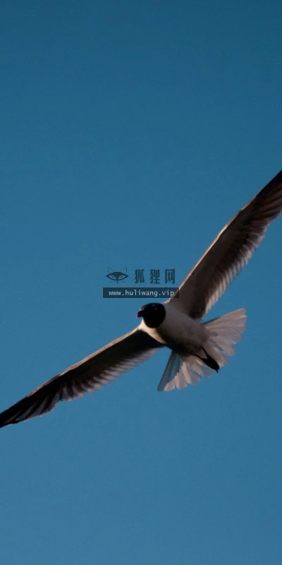【11383】动物壁纸  2K 高清壁纸2560_1600@青蛙壁纸-笨猫小站