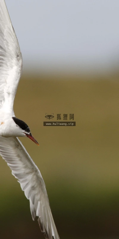 【11384】动物壁纸  2K 高清壁纸2560_1600@青蛙壁纸-笨猫小站