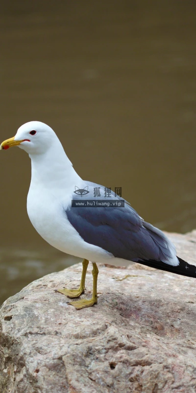 【11389】动物壁纸  2K 高清壁纸2560_1600@青蛙壁纸-笨猫小站