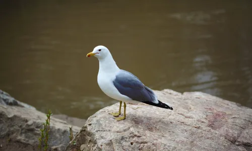 【11389】动物壁纸  2K 高清壁纸2560_1600@青蛙壁纸-笨猫小站