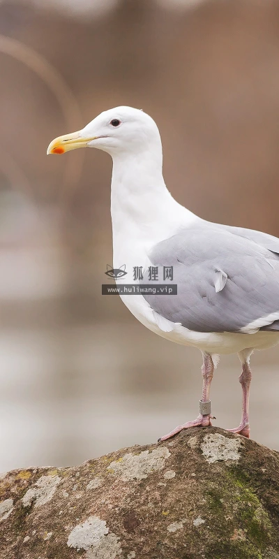 【11397】动物壁纸  2K 高清壁纸2560_1600@青蛙壁纸-笨猫小站