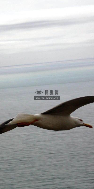 【11399】动物壁纸  2K 高清壁纸2560_1600@青蛙壁纸-笨猫小站