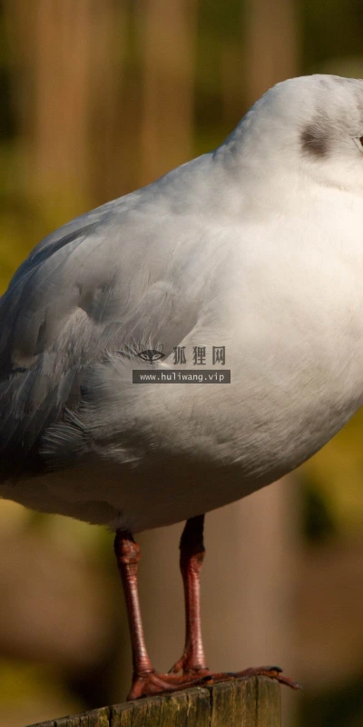 【11401】动物壁纸 2K 高清壁纸2560_1600@青蛙壁纸-笨猫小站