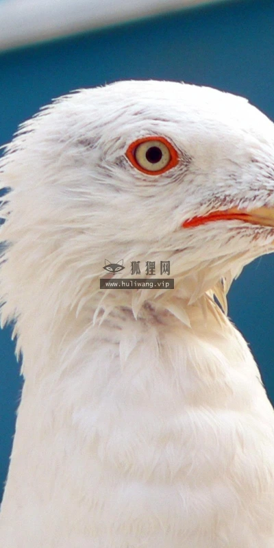【11403】动物壁纸  2K 高清壁纸2560_1600@青蛙壁纸-笨猫小站